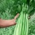 芹菜精品芹菜，货源充足量大从优保质保量欢迎采购