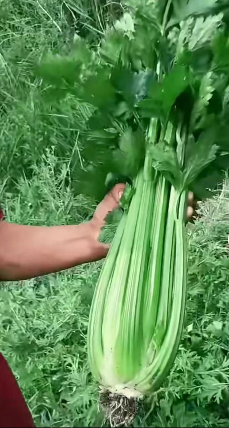 芹菜精品芹菜，货源充足量大从优保质保量欢迎采购