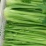 芹菜精品芹菜，货源充足量大从优保质保量欢迎采购