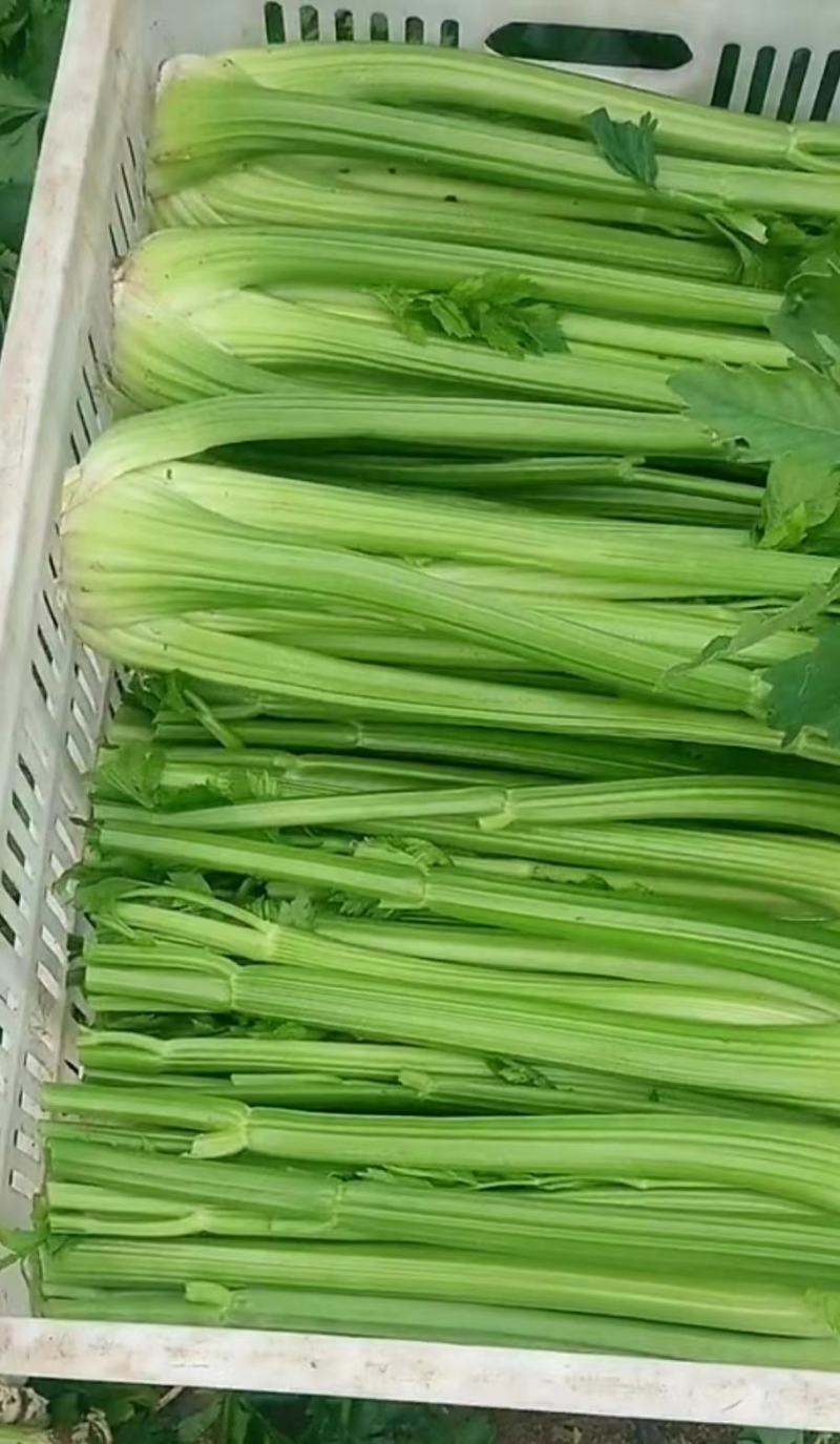 芹菜精品芹菜，货源充足量大从优保质保量欢迎采购