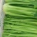 芹菜精品芹菜，货源充足量大从优保质保量欢迎采购