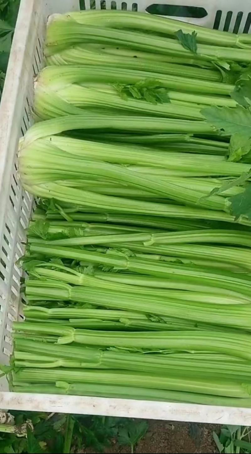 芹菜精品芹菜，货源充足量大从优保质保量欢迎采购