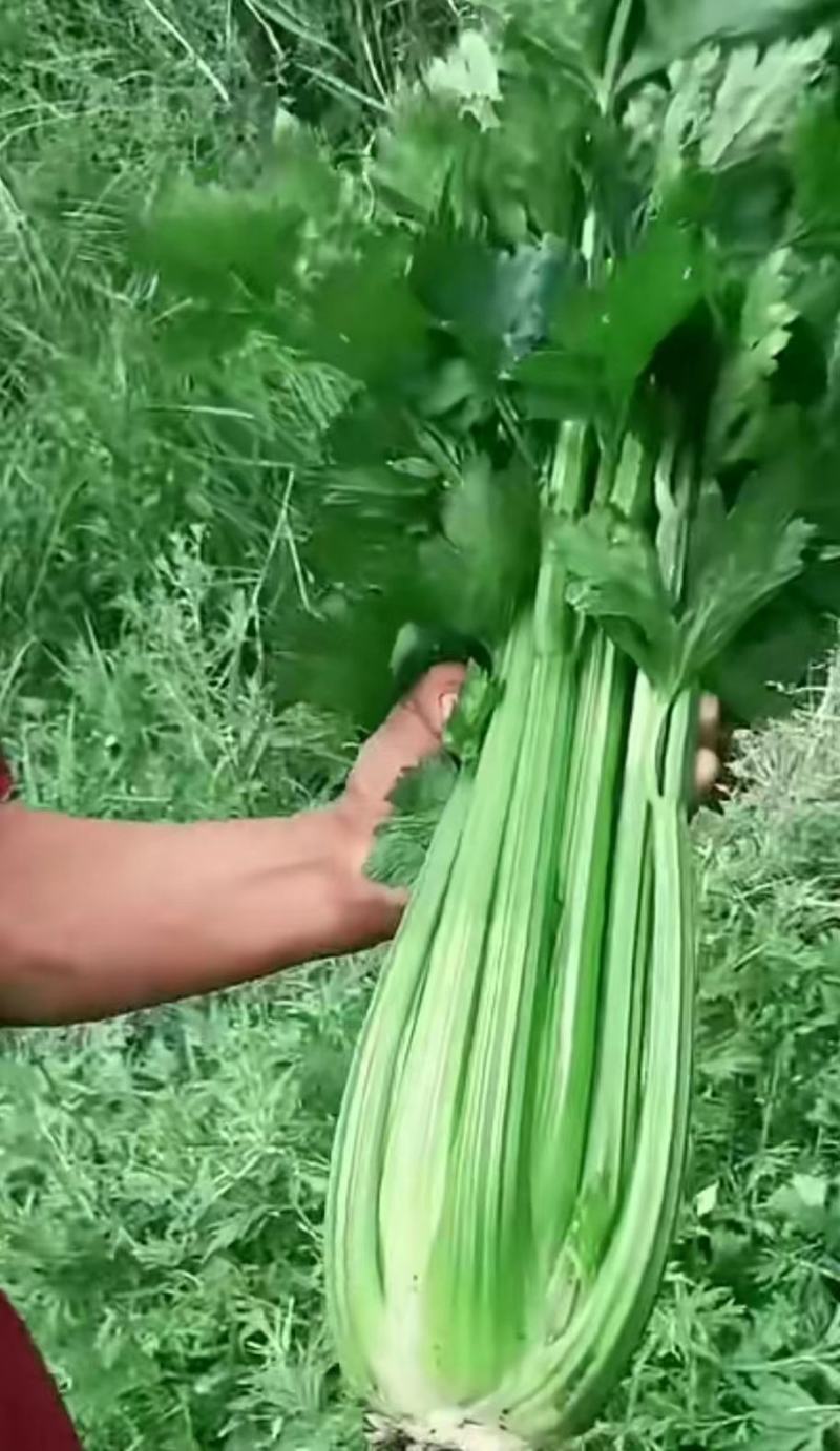 芹菜精品芹菜，货源充足量大从优保质保量欢迎采购