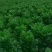 芹菜精品芹菜，货源充足量大从优保质保量欢迎采购
