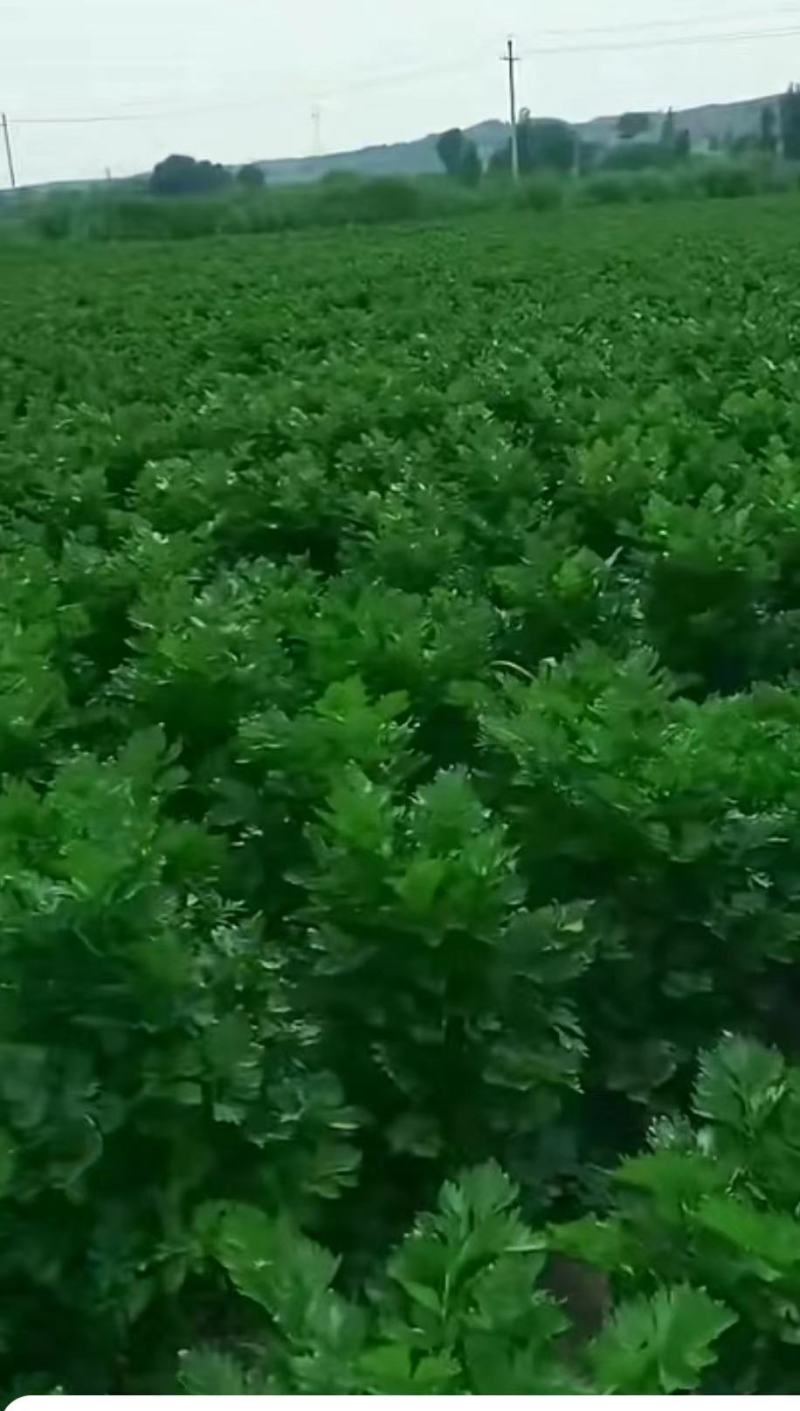芹菜精品芹菜，货源充足量大从优保质保量欢迎采购