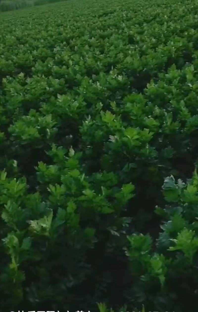 芹菜精品芹菜，货源充足量大从优保质保量欢迎采购