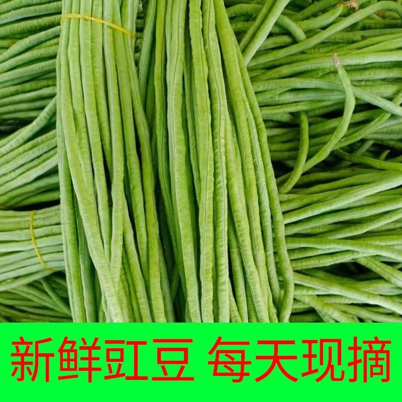 青条豆角新鲜豆角安徽豆角实力代收，找实力买家长期供应