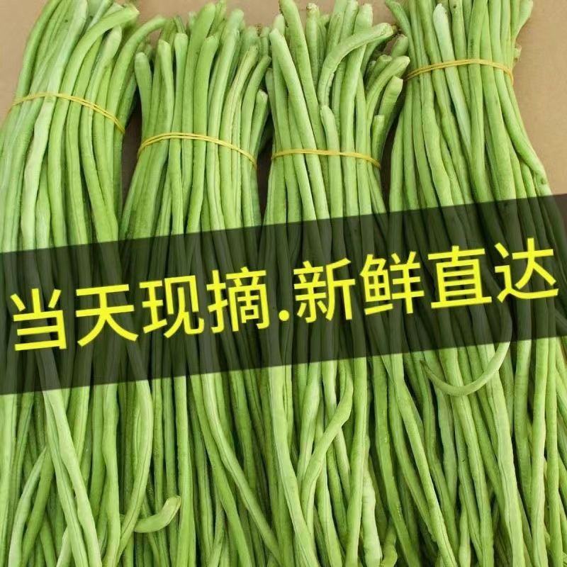 青条豆角新鲜豆角安徽豆角实力代收，找实力买家长期供应