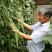 青条豆角新鲜豆角安徽豆角实力代收，找实力买家长期供应