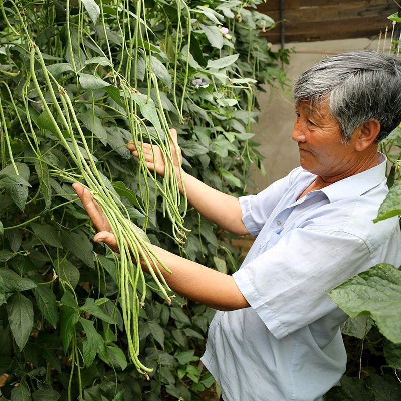 青条豆角新鲜豆角安徽豆角实力代收，找实力买家长期供应