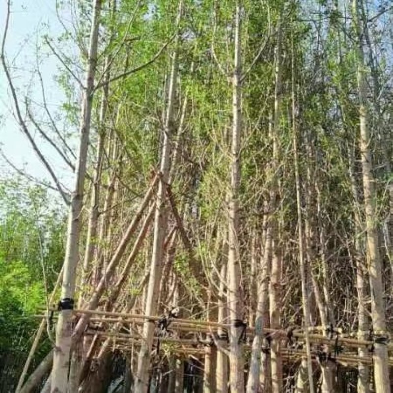 宜良天成林苗圃大量提供及配送袋苗银杏，成话率高