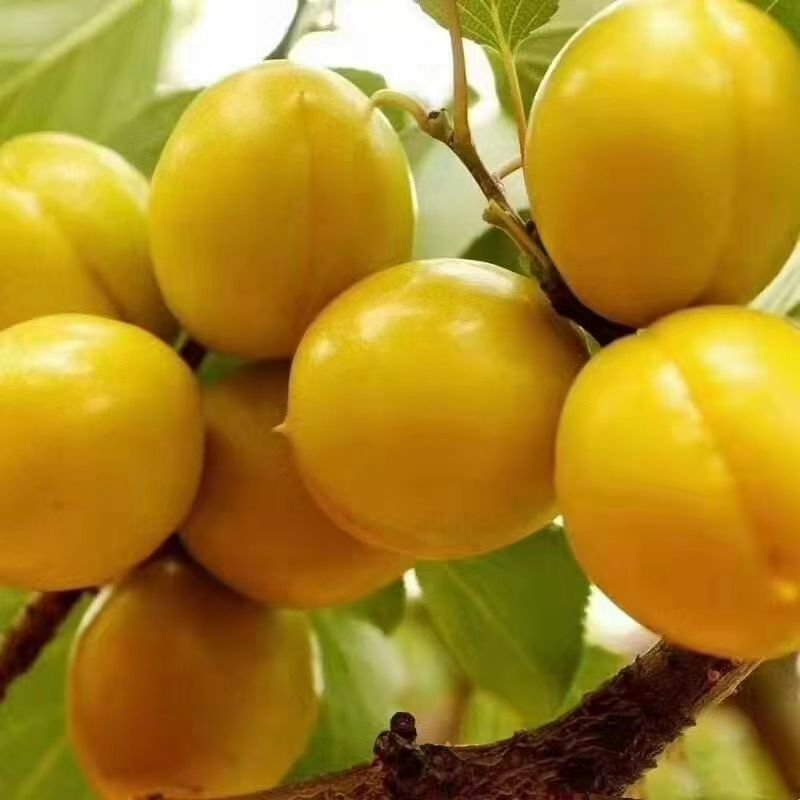 珍珠油杏陕西渭南合阳县珍珠油杏