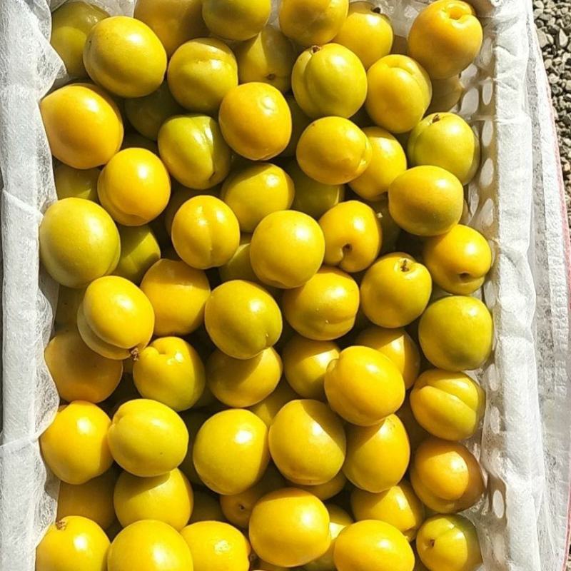 珍珠油杏陕西渭南合阳县珍珠油杏