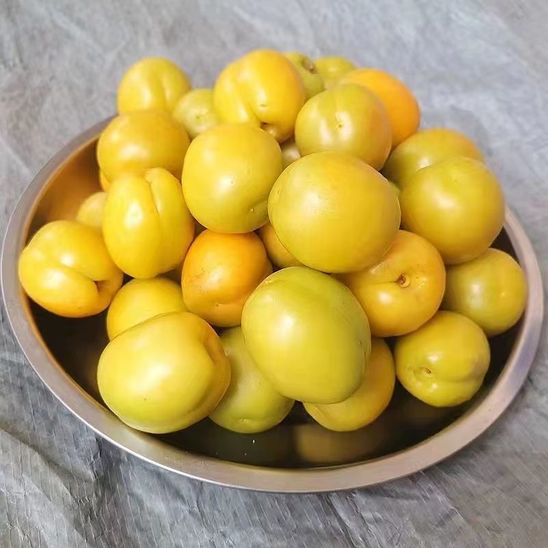 珍珠油杏陕西渭南合阳县珍珠油杏