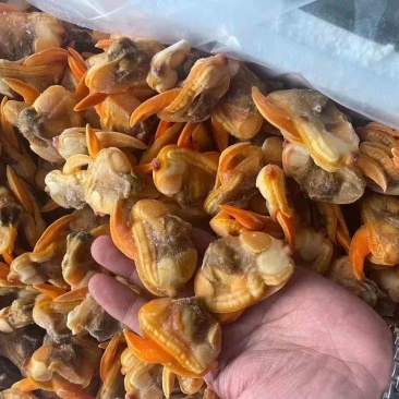 蛤蜊肉文蛤蜊肉鲜冻蛤蜊肉海鲜水产批发零售