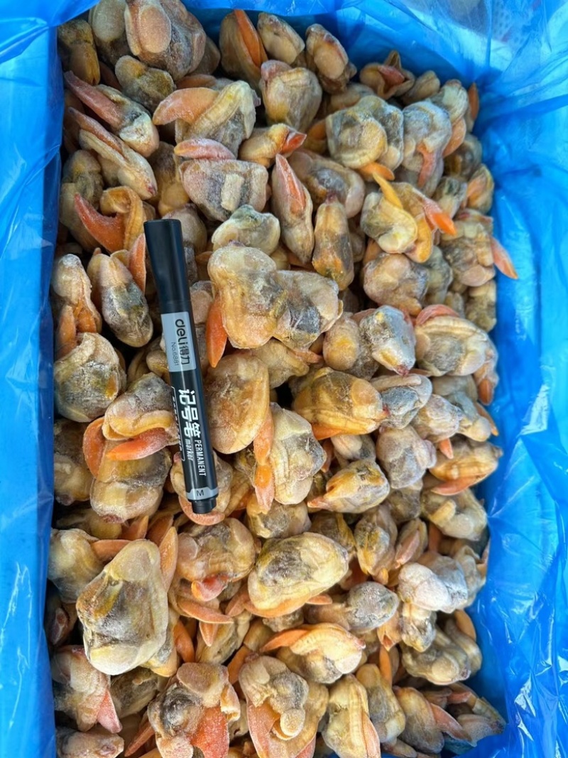 蛤蜊肉文蛤蜊肉鲜冻蛤蜊肉海鲜水产批发零售