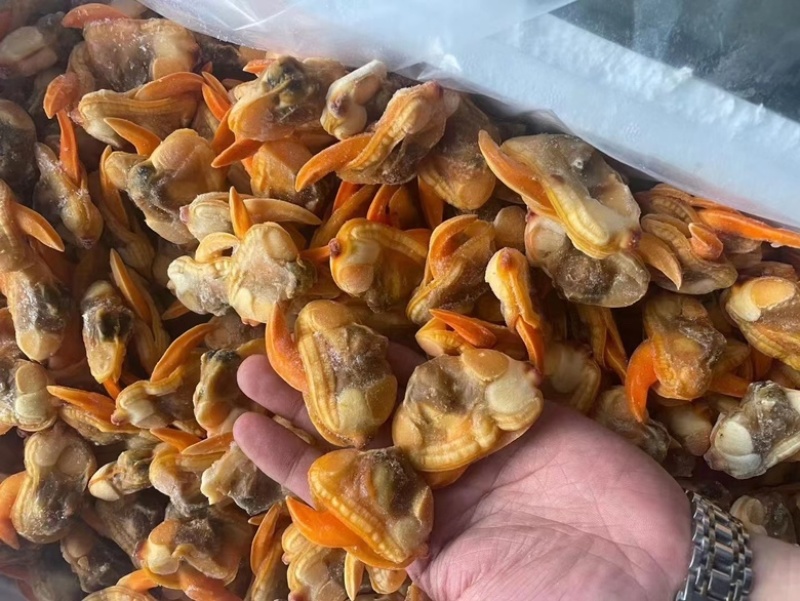 蛤蜊肉文蛤蜊肉鲜冻蛤蜊肉海鲜水产批发零售