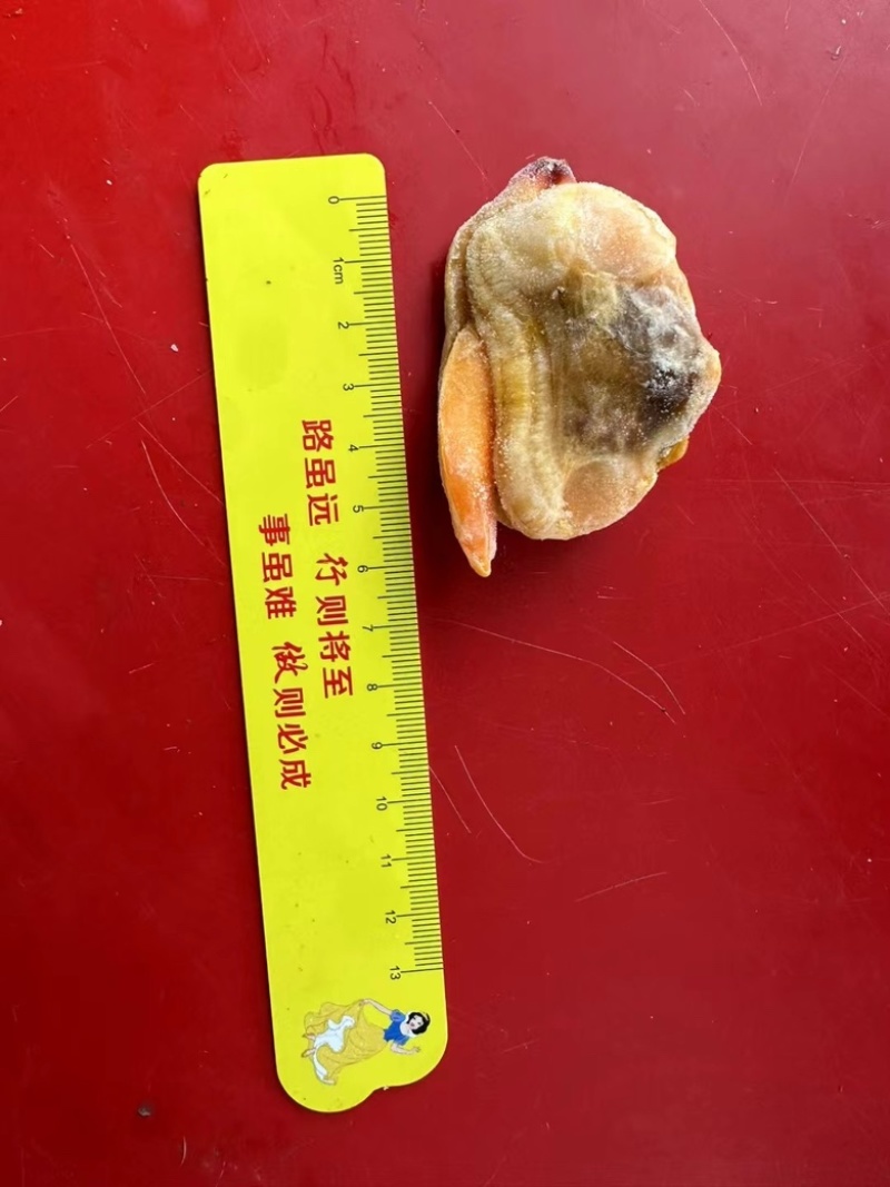 蛤蜊肉文蛤蜊肉鲜冻蛤蜊肉海鲜水产批发零售