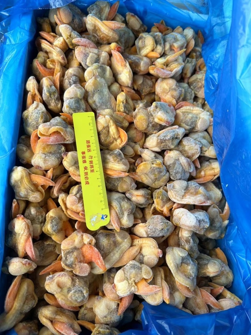 蛤蜊肉文蛤蜊肉鲜冻蛤蜊肉海鲜水产批发零售