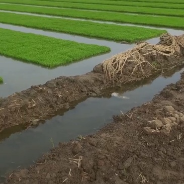 水稻秧苗