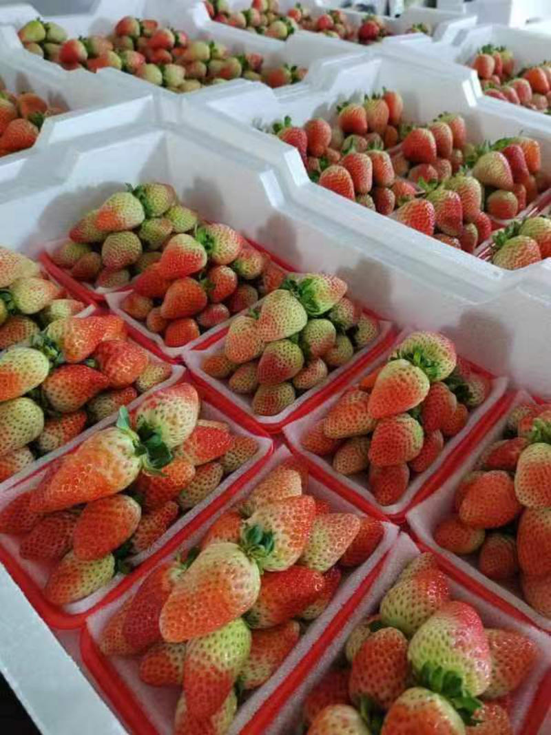 云南蒙特瑞草莓夏季草莓曲靖草莓会泽草莓大量上市电联采购