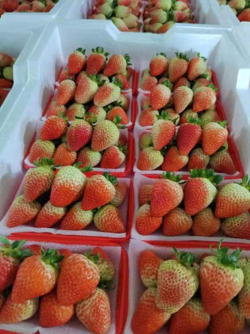 云南蒙特瑞草莓夏季草莓曲靖草莓会泽草莓大量上市电联采购