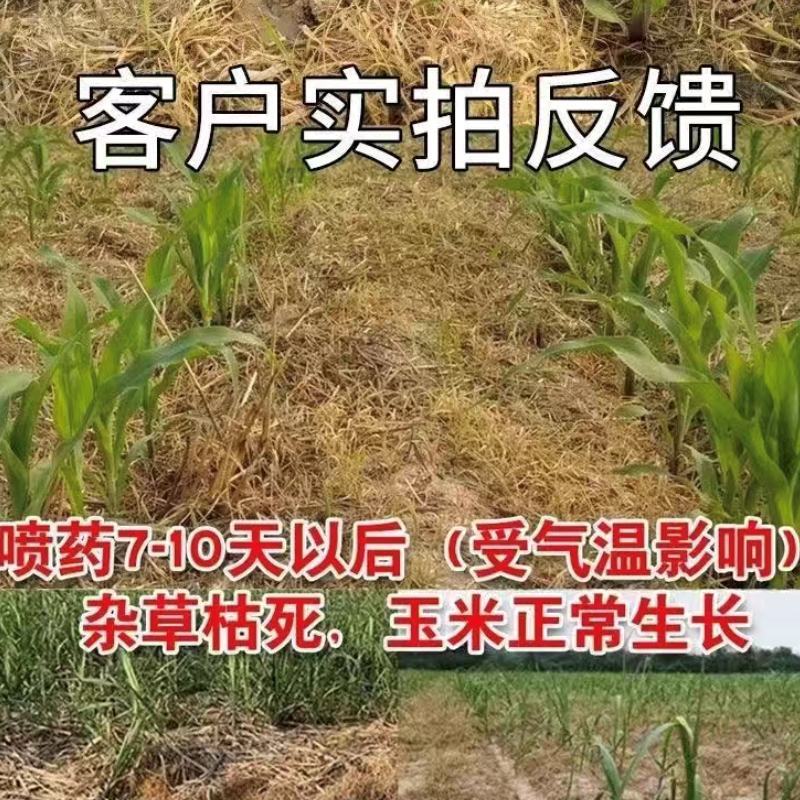 懒汗壬高含量硝烟莠去津玉米田苗后除草死草烂根禾阔双杀批发