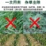 懒汗壬高含量硝烟莠去津玉米田苗后除草死草烂根禾阔双杀批发