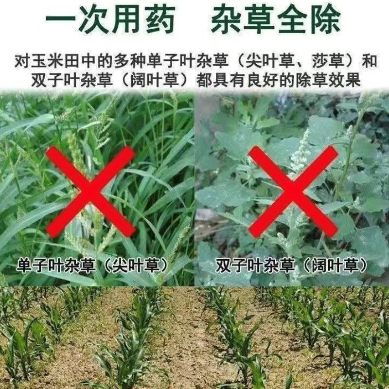 懒汗壬高含量硝烟莠去津玉米田苗后除草死草烂根禾阔双杀批发