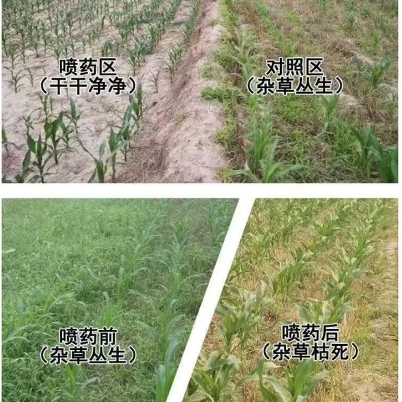 懒汗壬高含量硝烟莠去津玉米田苗后除草死草烂根禾阔双杀批发