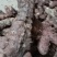 野生白肉土茯苓