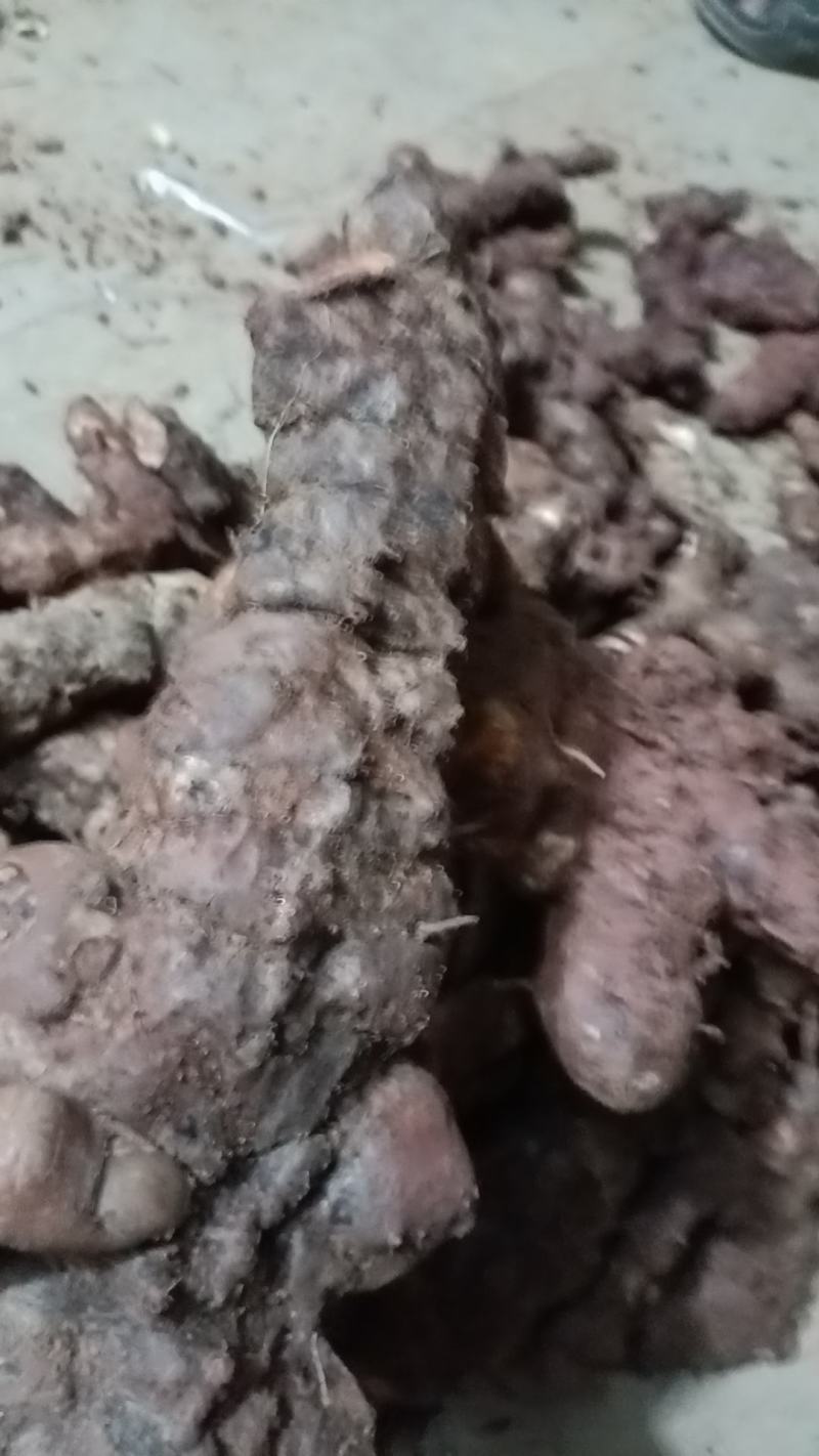 野生白肉土茯苓