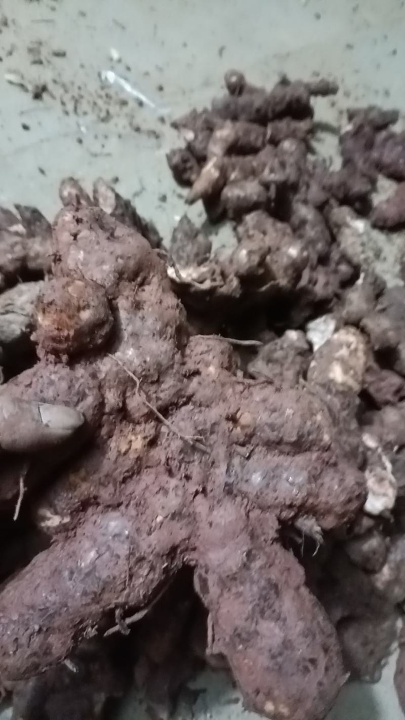 野生白肉土茯苓