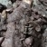 野生白肉土茯苓