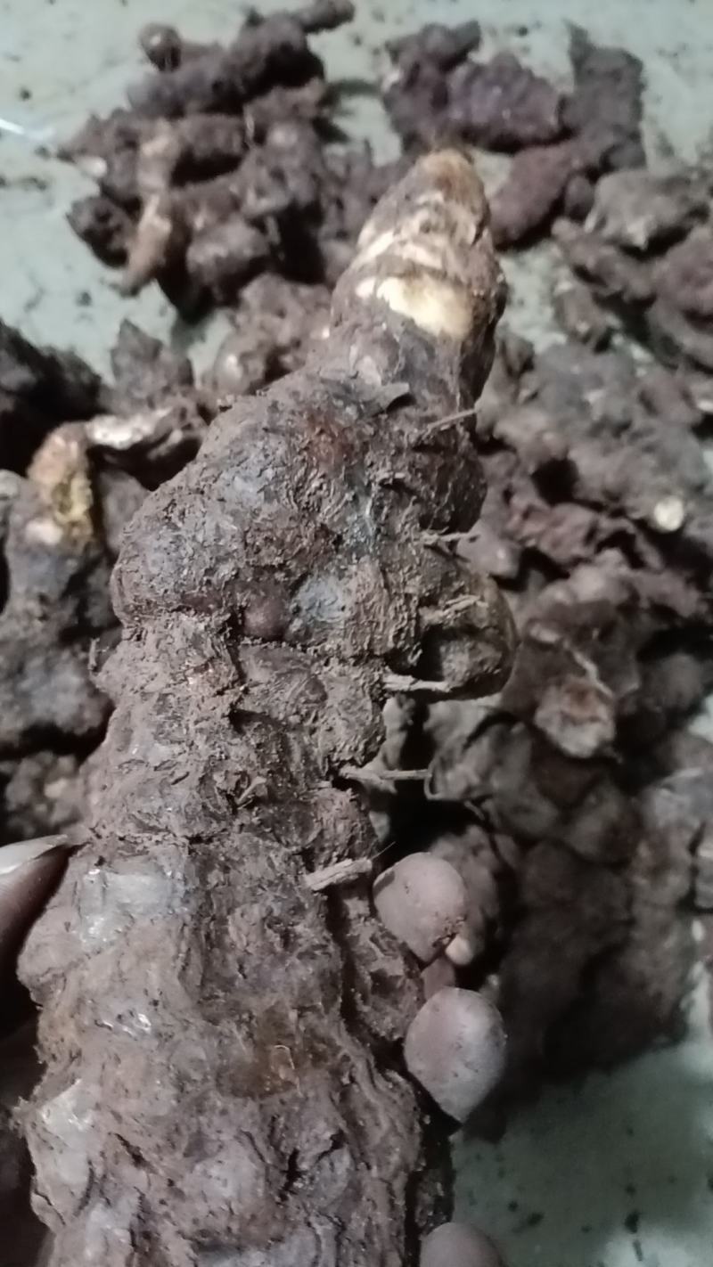 野生白肉土茯苓