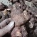 野生白肉土茯苓