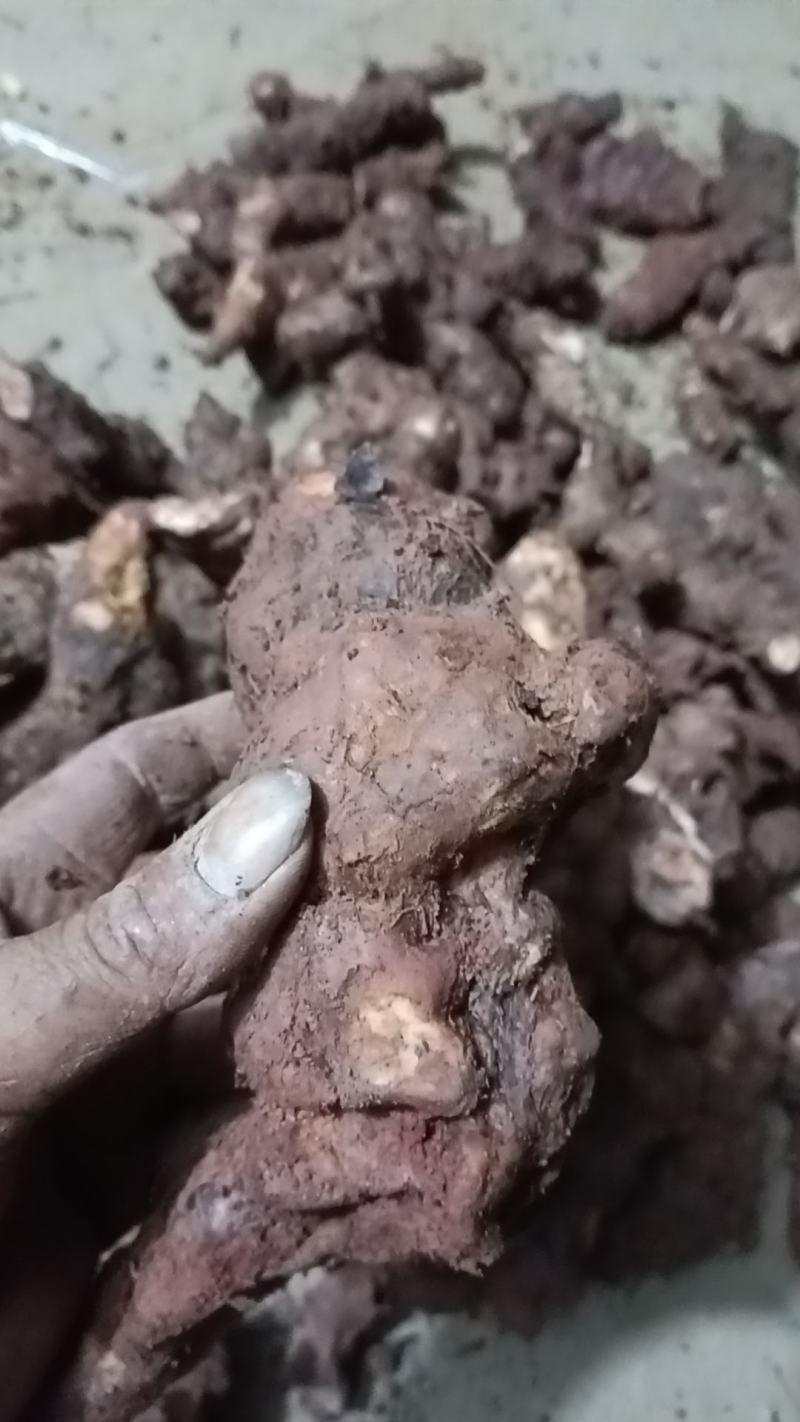 野生白肉土茯苓