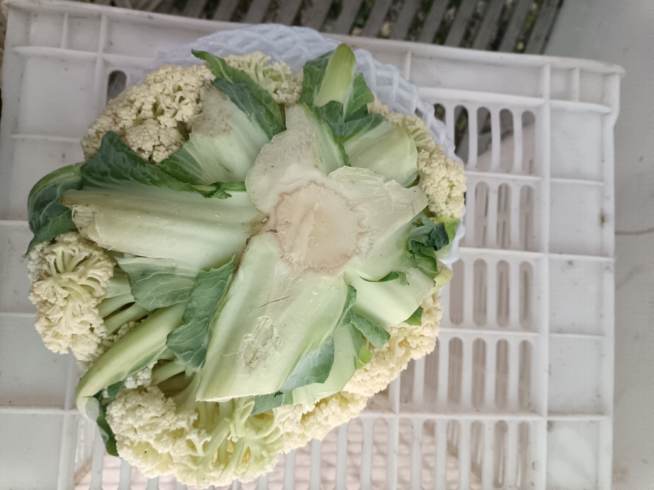松花菜新鲜与发黑对比图