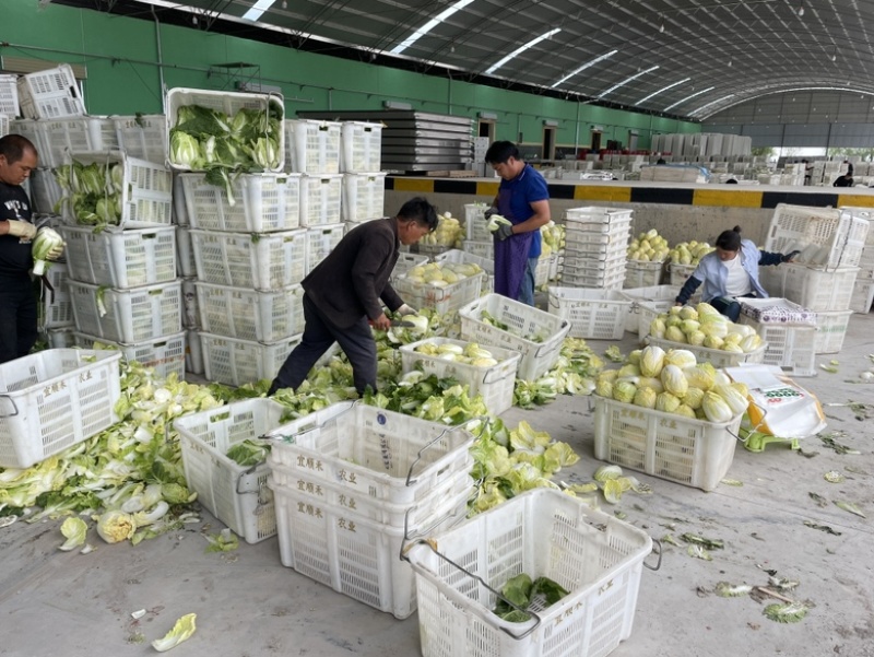 甘肃黄心菜娃娃菜电商团购一件代发