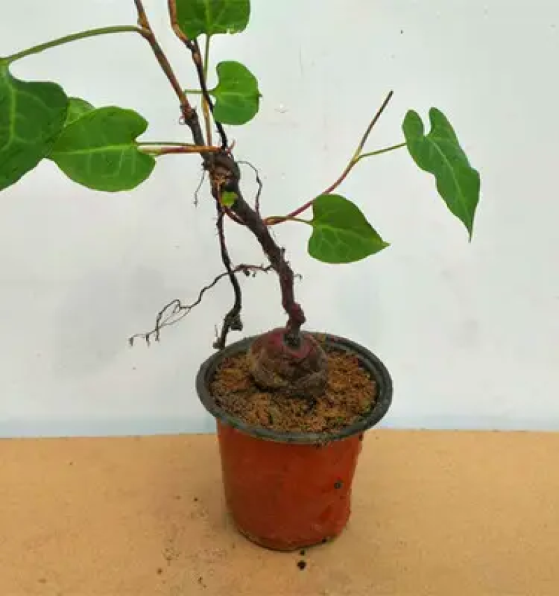 观赏药用何首乌，基地现挖现发，绿化观赏电商需要的可联系我