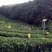 四川蒲江高山毛峰绿茶