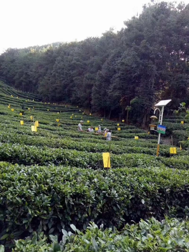 四川蒲江高山毛峰绿茶