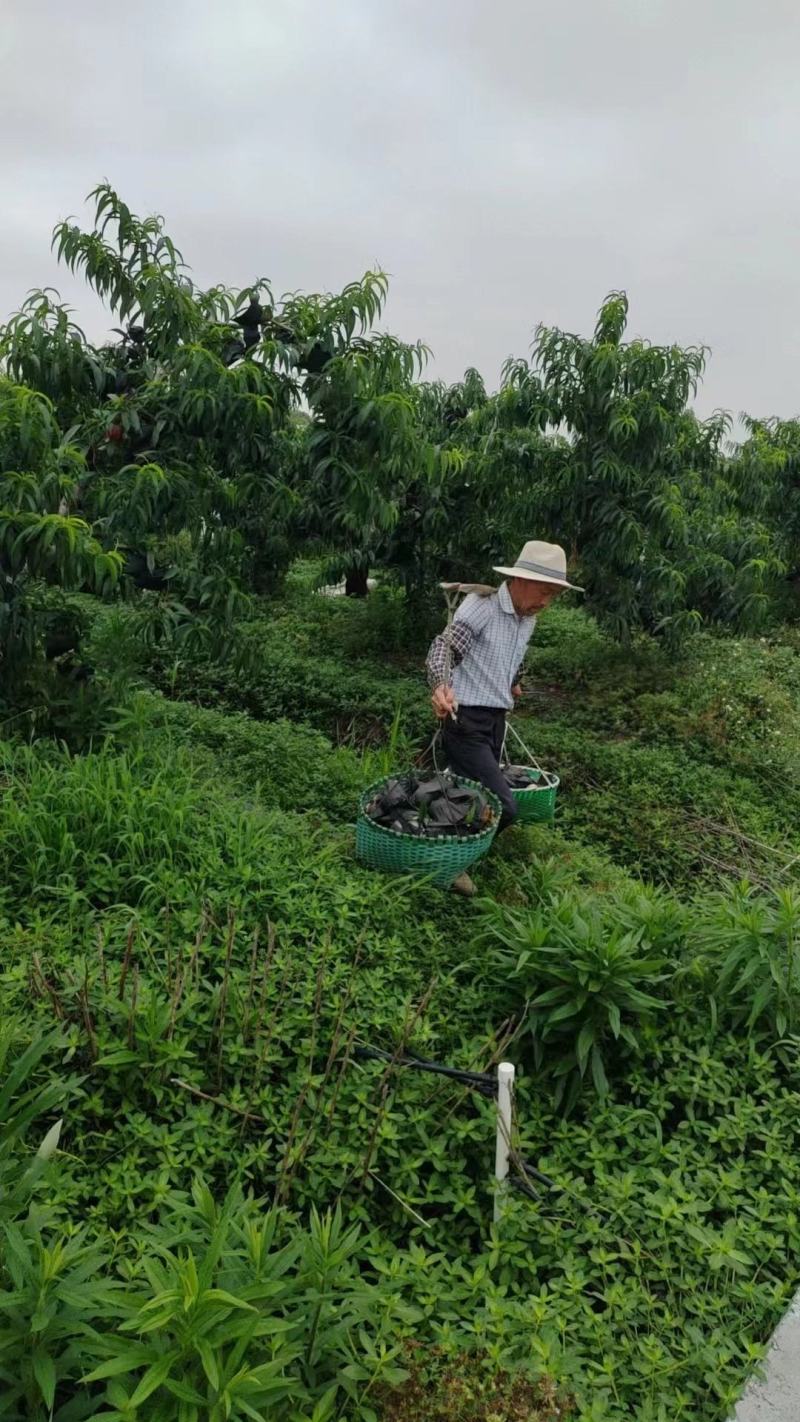 凤桥水蜜桃，硬吃脆甜熟了剥皮味鲜多汁，期待各大采购光临