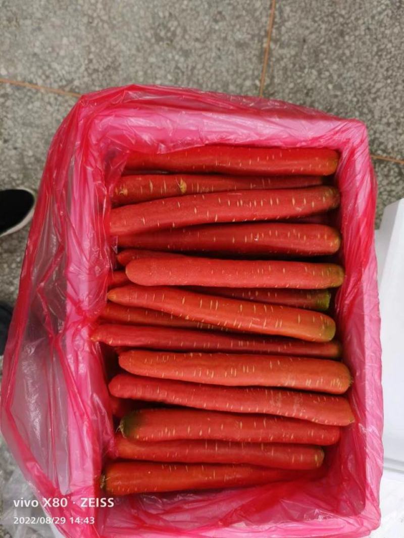 陕西红萝卜秤杆红萝卜产地发货一手货源对接市场商超等