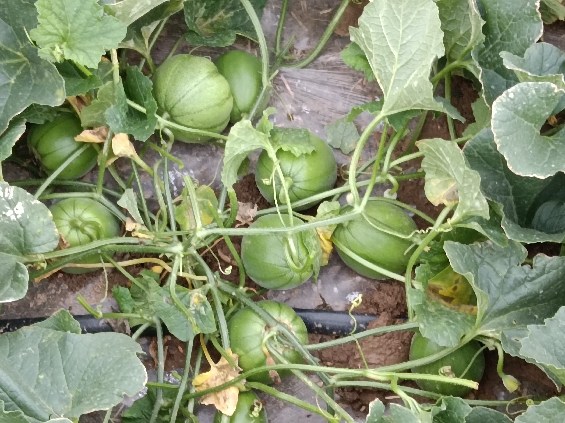 展示绿宝甜瓜在田间生长的景象,藤蔓茂盛,果实累累 绿宝甜瓜田间种植图