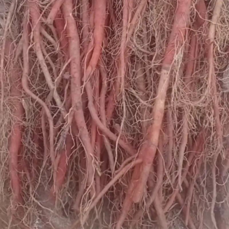 基地直供现挖现发优质丹参苗，量大从优需要的老板一亩田联系