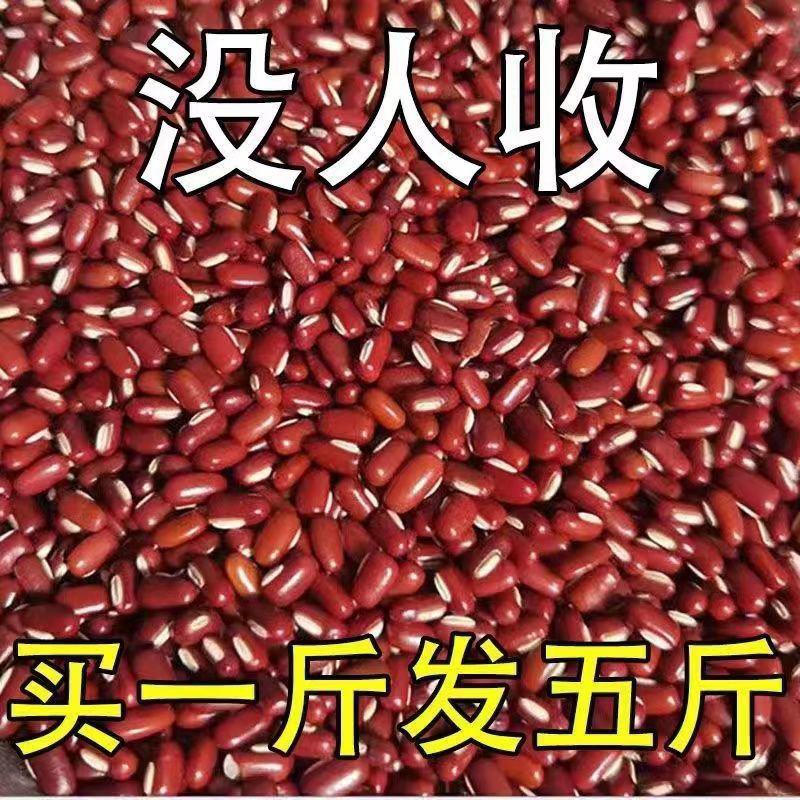 新货赤小豆批发大红豆东北长粒红小豆薏米粥豆沙馅五谷杂粮粘