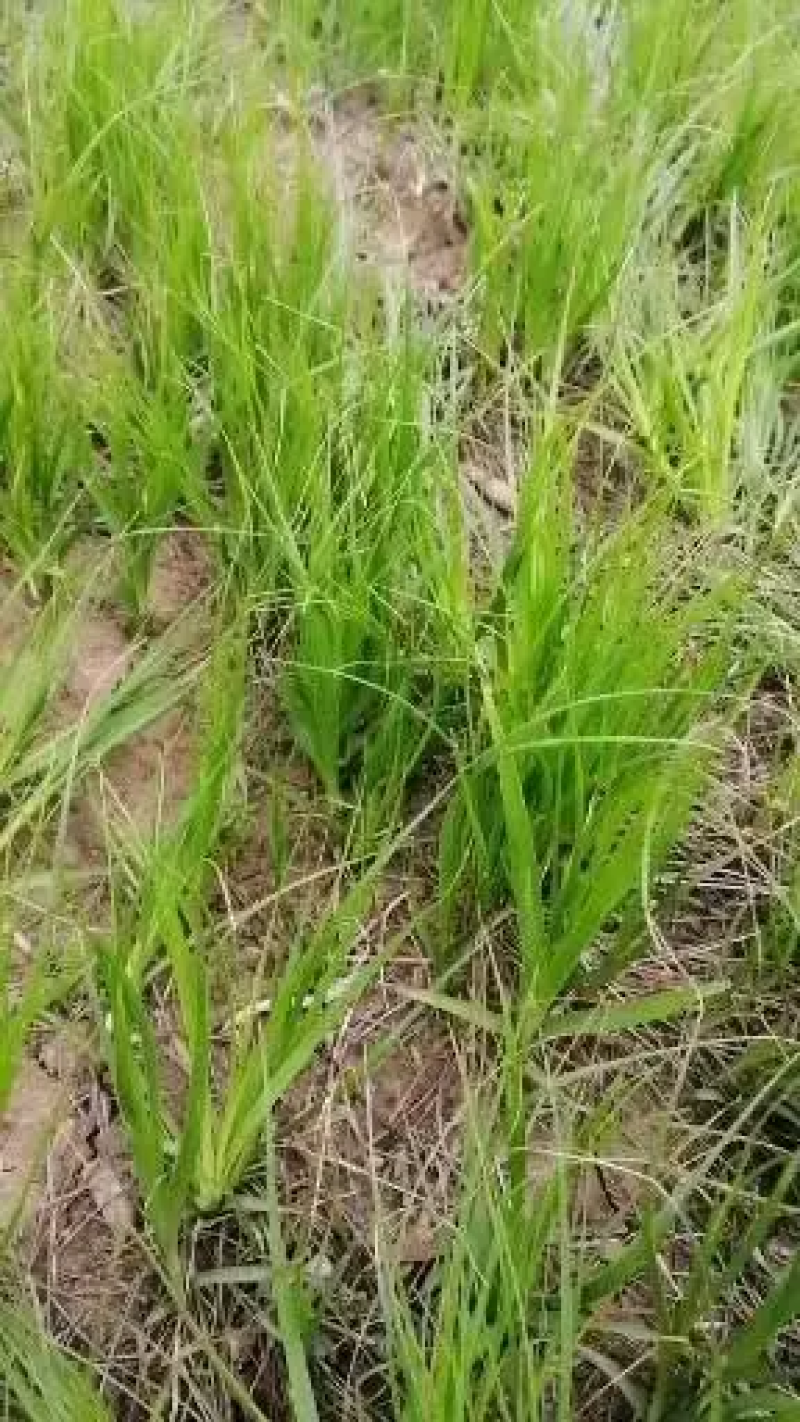 知母种苗基地现挖现发免费提供技术，优质知母苗量大从优