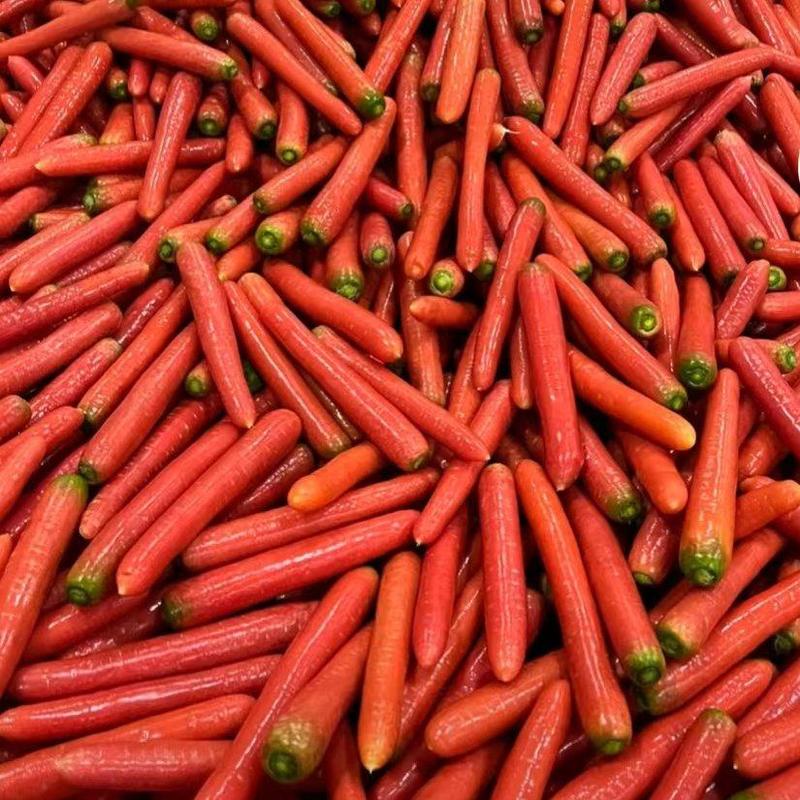 大荔沙苑泥红萝卜红皮萝卜大量供应供应各大市场商超等