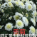 菊花苗.金丝皇菊苗，北京菊.婺源.大阪菊，包技术包回收